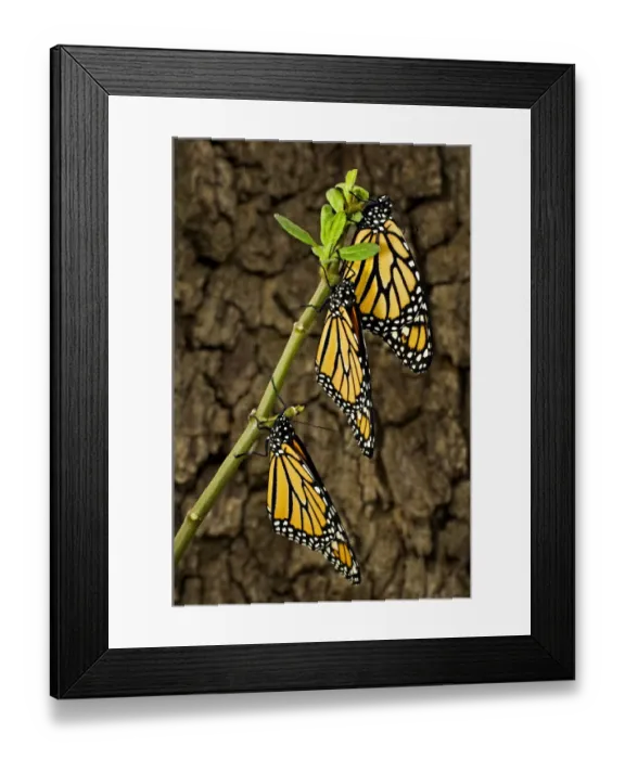 Framed Print : USA, Texas, Hill Country. Newly hatched monarch butterflies Framed Print : USA, Texas, Hill Country. Newly hatched monarch butterflies