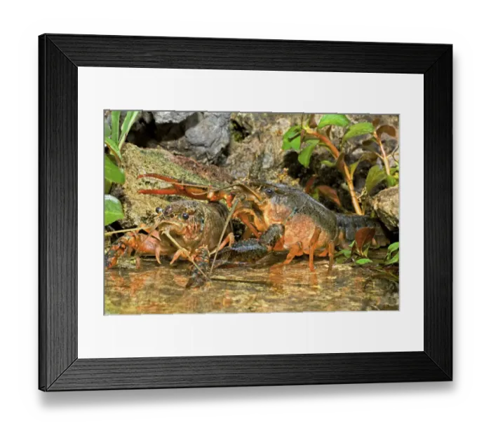 Framed Print : USA, Texas, Hill Country. Pocambarus species of crayfish in pond Framed Print : USA, Texas, Hill Country. Pocambarus species of crayfish in pond