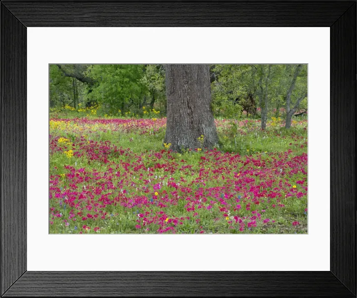 Framed Print : USA, Texas, DeWitt County. Field of flowers around oak tree Framed Print : USA, Texas, DeWitt County. Field of flowers around oak tree