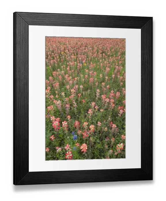 Framed Print : USA, Texas, Llano County. Field of Indian paintbrush wildflowers Framed Print : USA, Texas, Llano County. Field of Indian paintbrush wildflowers