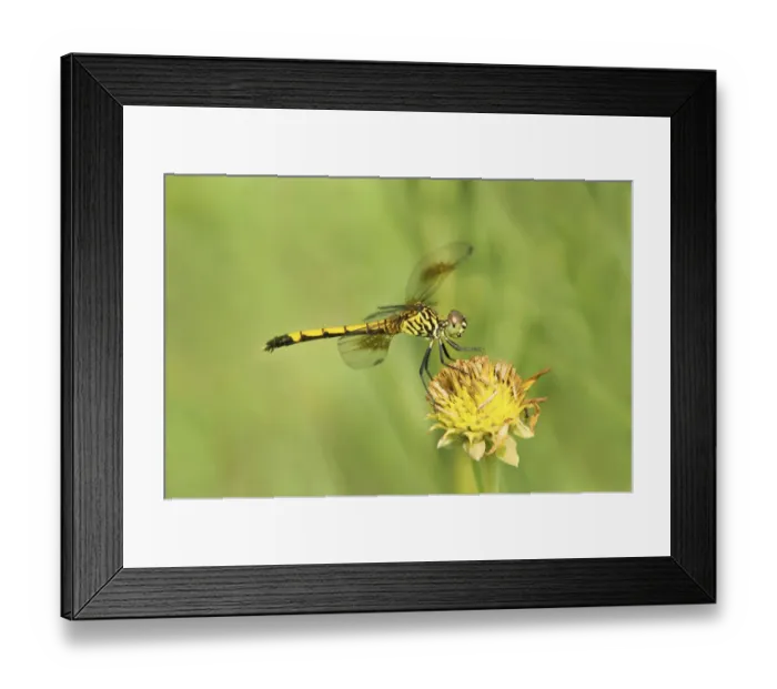 Framed Print : USA, Texas, Jefferson County. Female seaside dragonlet on wildflower Framed Print : USA, Texas, Jefferson County. Female seaside dragonlet on wildflower