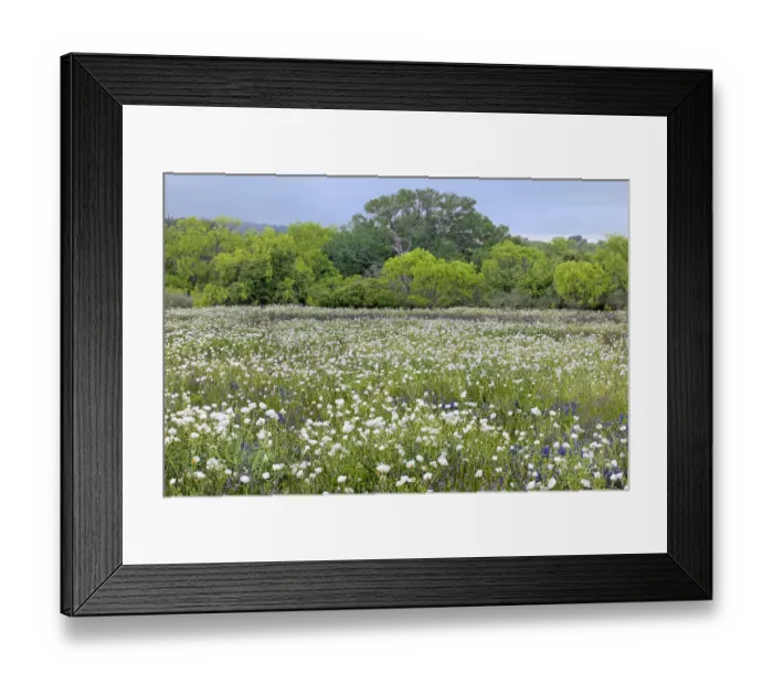 Framed Print : USA, Texas, Llano County. Field with white prickly poppies and oak trees
