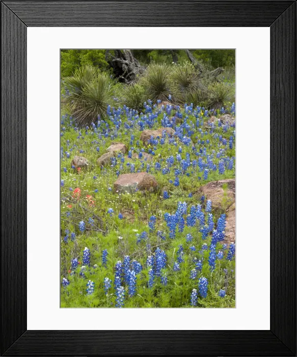Framed Print : USA, Texas, Llano County. Field with bluebonnets and rocks