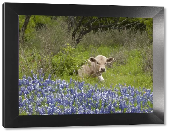 USA, Texas, Llano County. Young cow lays in grass bordered by bluebonnets