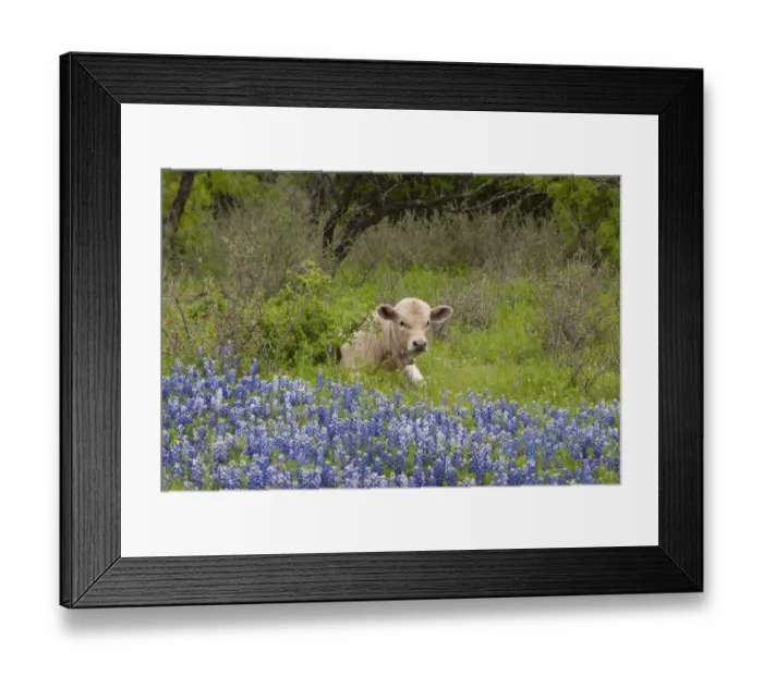 Framed Print : USA, Texas, Llano County. Young cow lays in grass bordered by bluebonnets Framed Print : USA, Texas, Llano County. Young cow lays in grass bordered by bluebonnets