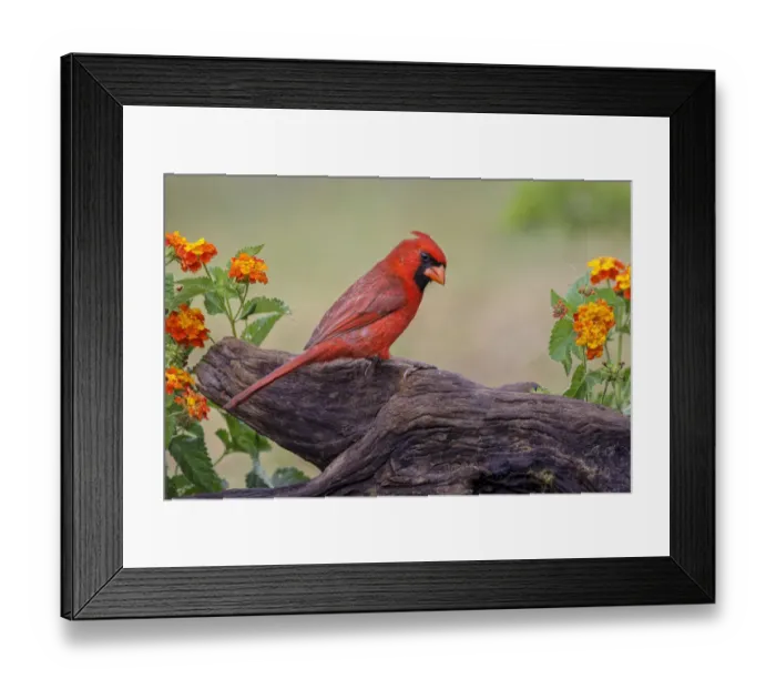 Framed Print : Male cardinal and flowers, Rio Grande Valley, Texas Framed Print : Male cardinal and flowers, Rio Grande Valley, Texas