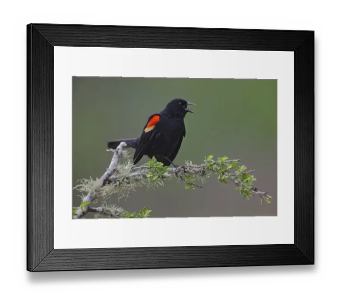 Framed Print : Male red-winged blackbird. Rio Grande Valley, Texas