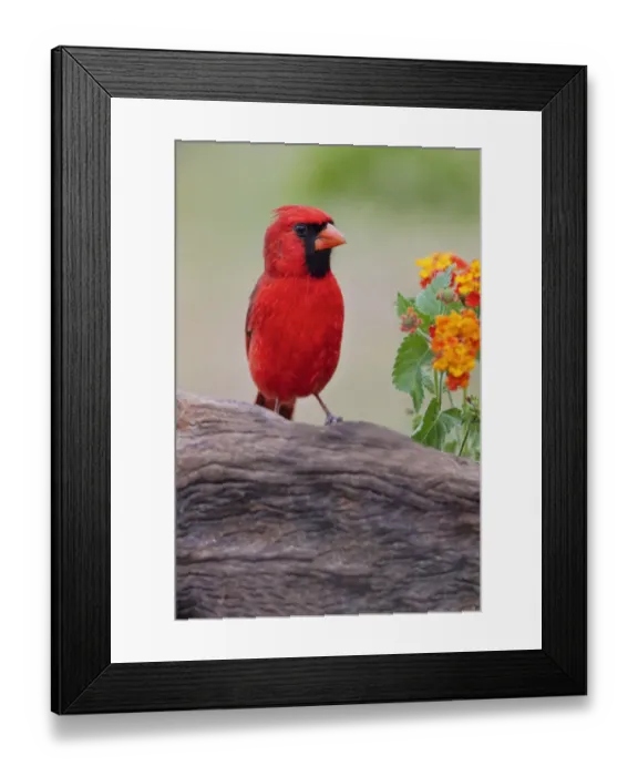 Framed Print : Male cardinal and flowers, Rio Grande Valley, Texas Framed Print : Male cardinal and flowers, Rio Grande Valley, Texas