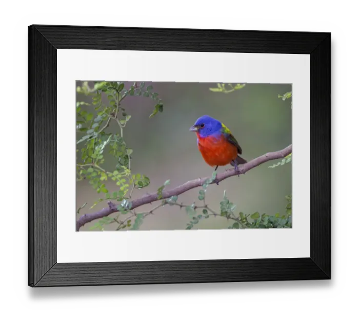 Framed Print : Painted bunting. Rio Grande Valley, Texas Framed Print : Painted bunting. Rio Grande Valley, Texas