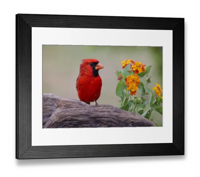 Framed Print : Male cardinal and flowers, Rio Grande Valley, Texas Framed Print : Male cardinal and flowers, Rio Grande Valley, Texas