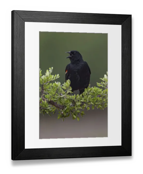 Framed Print : Male red-winged blackbird. Rio Grande Valley, Texas Framed Print : Male red-winged blackbird. Rio Grande Valley, Texas