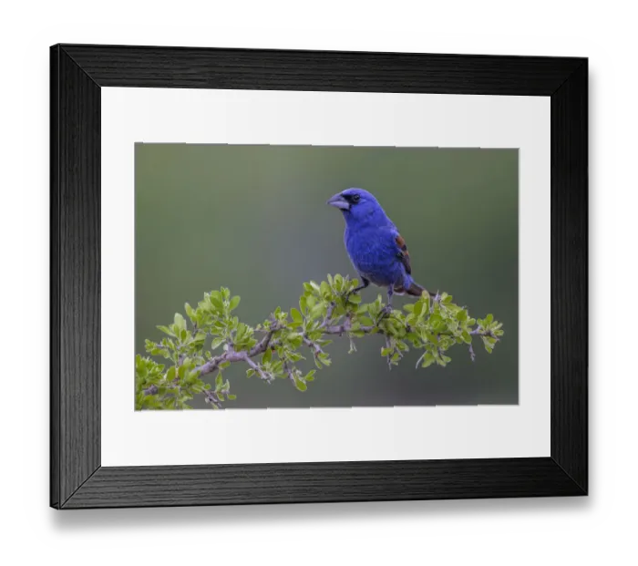 Framed Print : Blue grosbeak. Rio Grande Valley, Texas Framed Print : Blue grosbeak. Rio Grande Valley, Texas
