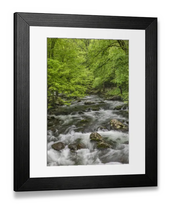 Framed Print : Spring view of forest along Middle Prong of Little Pigeon River, Great Smoky Mountains National Park, Tennessee