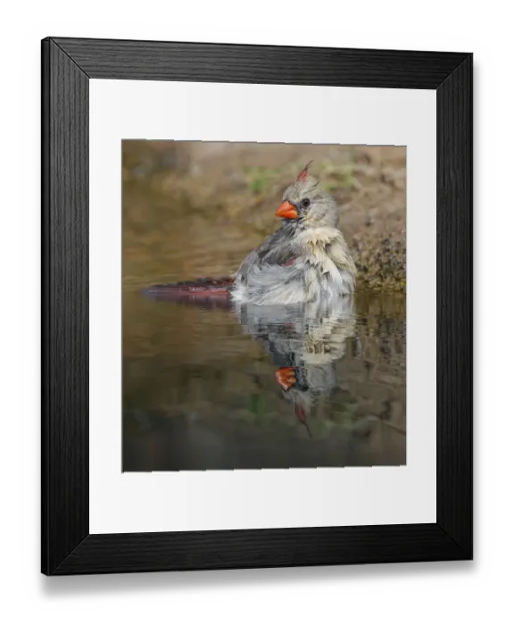 Framed Print : Female northern cardinal bathing. Rio Grande Valley, Texas Framed Print : Female northern cardinal bathing. Rio Grande Valley, Texas