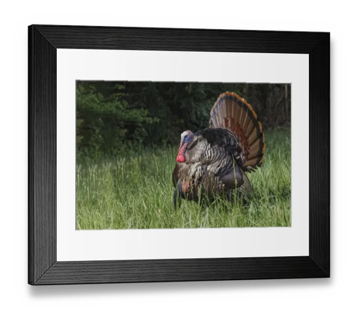 Framed Print : Male wild turkey in full breeding display. Great Smoky Mountains, National Park, Tennessee Framed Print : Male wild turkey in full breeding display. Great Smoky Mountains, National Park, Tennessee