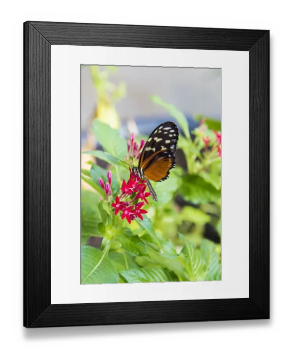 Framed Print : USA, Tennessee. Butterfly garden. Tiger longwing Framed Print : USA, Tennessee. Butterfly garden. Tiger longwing