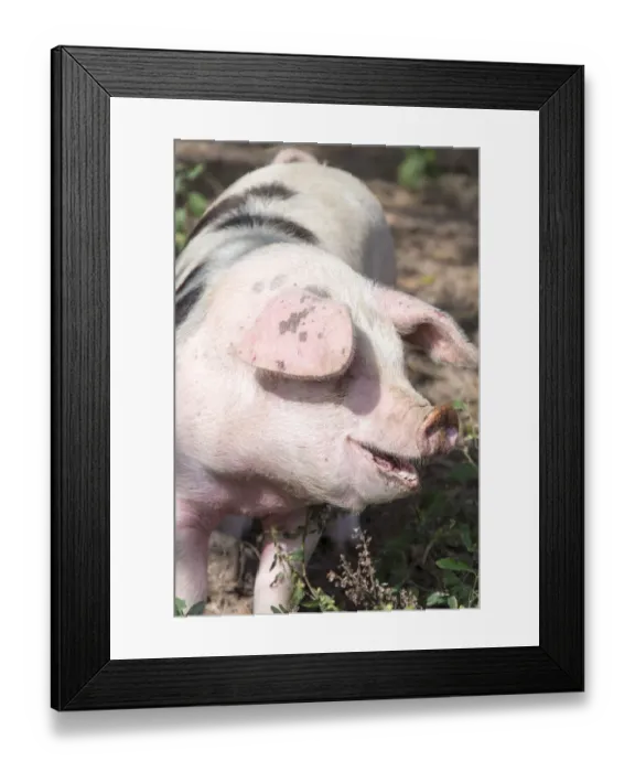 Framed Print : USA, Tennessee. Happy pig Framed Print : USA, Tennessee. Happy pig