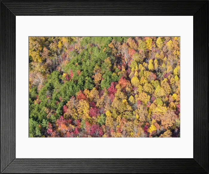 Framed Print : USA, Tennessee. Evergreens contrast to dramatic fall color Framed Print : USA, Tennessee. Evergreens contrast to dramatic fall color