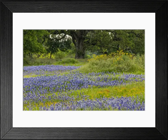 Framed Print : Texas bluebonnets, blanket flower and live oak in meadow, Texas Hill Country, near Marble Falls, Texas