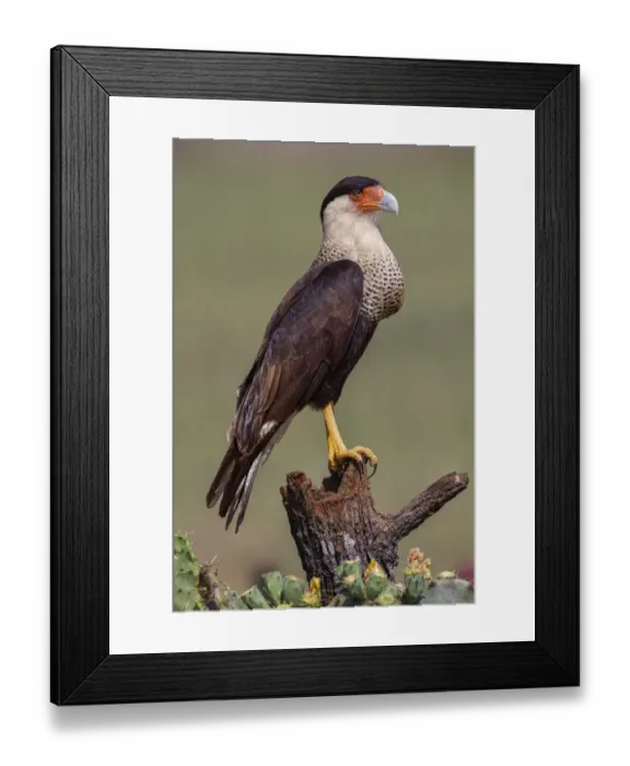 Framed Print : Crested caracara perched. Rio Grande Valley, Texas Framed Print : Crested caracara perched. Rio Grande Valley, Texas