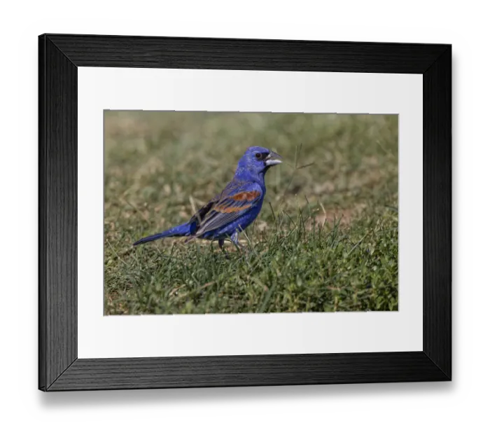 Framed Print : Blue grosbeak. Rio Grande Valley, Texas Framed Print : Blue grosbeak. Rio Grande Valley, Texas