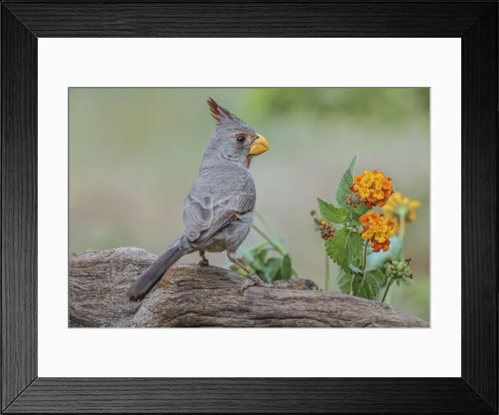 Framed Print : Pyrrhuloxia, Rio Grande Valley, Texas