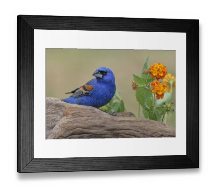 Framed Print : Blue grosbeak. Rio Grande Valley, Texas Framed Print : Blue grosbeak. Rio Grande Valley, Texas