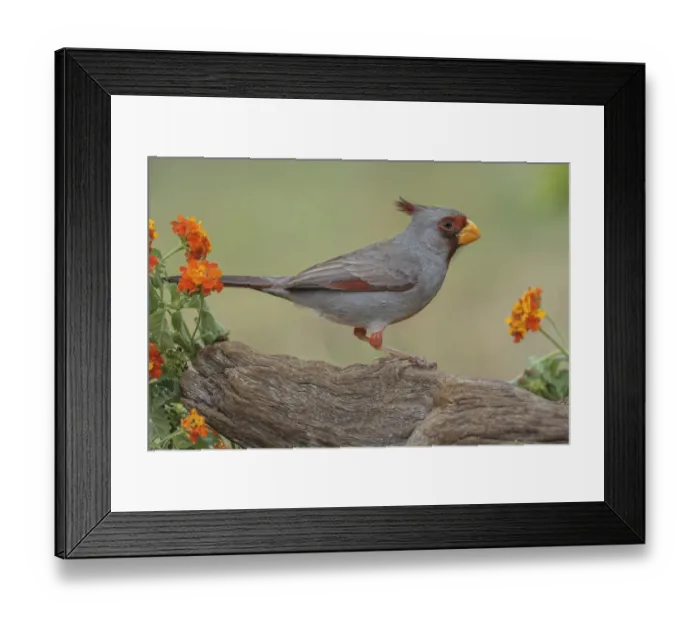 Framed Print : Pyrrhuloxia, Rio Grande Valley, Texas Framed Print : Pyrrhuloxia, Rio Grande Valley, Texas