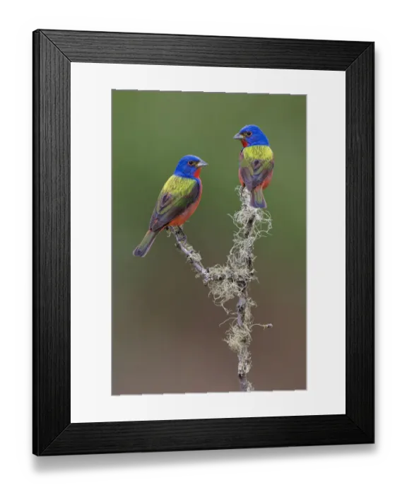 Framed Print : Pair of male Painted buntings. Rio Grande Valley, Texas Framed Print : Pair of male Painted buntings. Rio Grande Valley, Texas