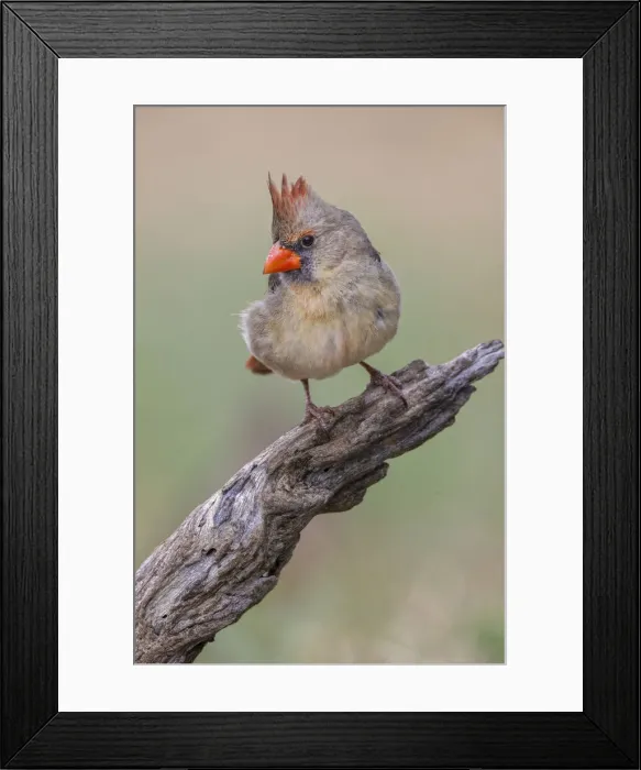 Framed Print : Female Northern Cardinal. Rio Grande Valley, Texas Framed Print : Female Northern Cardinal. Rio Grande Valley, Texas