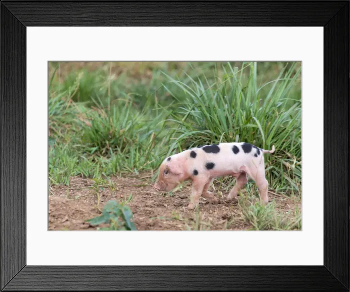 Framed Print : USA, Tennessee. Piglet slyly smiles Framed Print : USA, Tennessee. Piglet slyly smiles