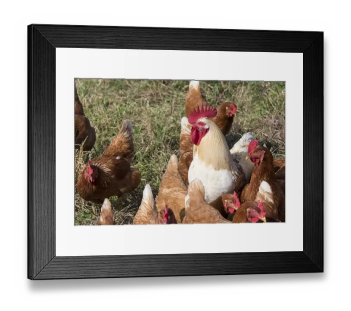 Framed Print : USA, Tennessee. Pastured rooster and hens