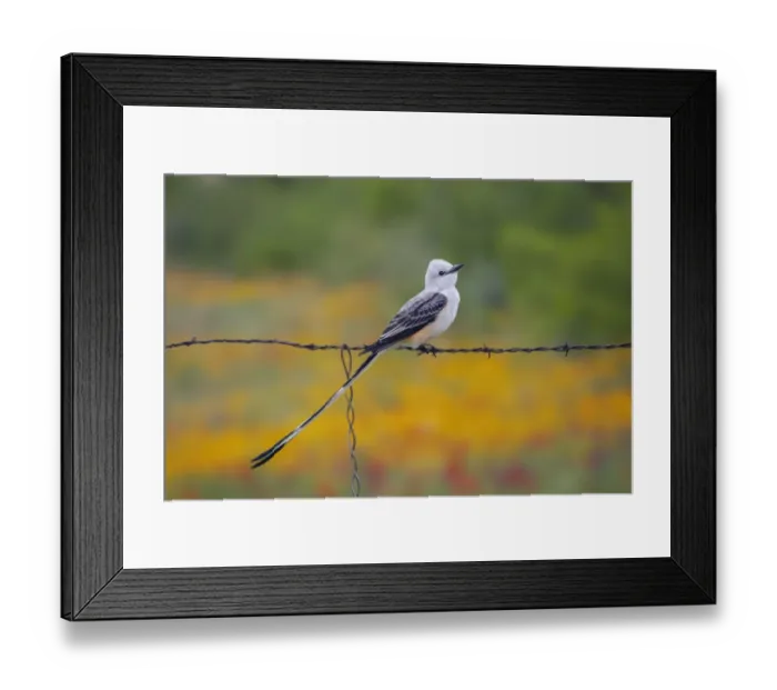 Framed Print : Scissor tailed flycatcher near Corpus Christi, Texas Framed Print : Scissor tailed flycatcher near Corpus Christi, Texas