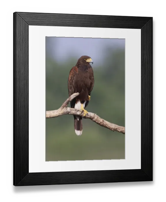 Framed Print : Harriss hawk, Rio Grande Valley, Texas Framed Print : Harriss hawk, Rio Grande Valley, Texas