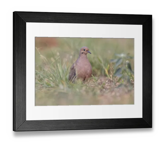 Framed Print : Ruddy ground dove, Rio Grande Valley, Texas Framed Print : Ruddy ground dove, Rio Grande Valley, Texas