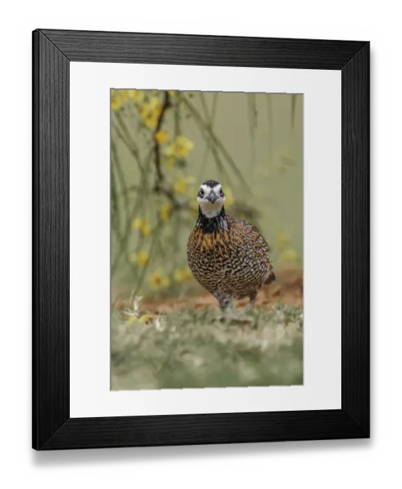 Framed Print : Male Bobwhite, Rio Grande Valley, Texas
