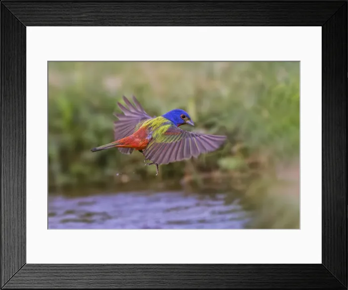 Framed Print : Male Painted bunting flying. Rio Grande Valley, Texas