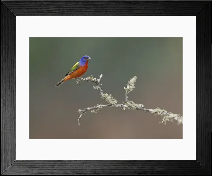 Framed Print : Male Painted bunting. Rio Grande Valley, Texas