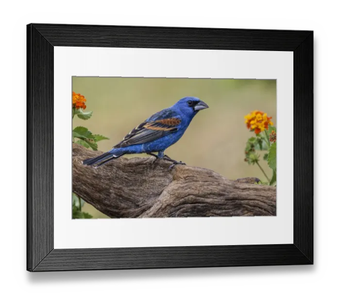 Framed Print : Blue grosbeak. Rio Grande Valley, Texas