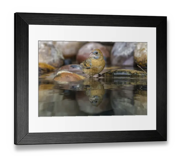 Framed Print : Blue grosbeak. bathing, Rio Grande Valley, Texas Framed Print : Blue grosbeak. bathing, Rio Grande Valley, Texas