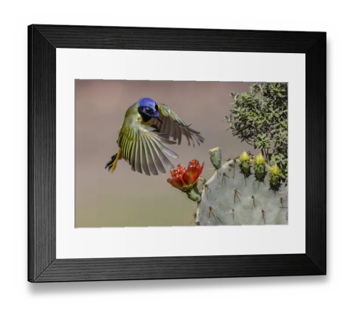 Framed Print : Green jay flying. Rio Grande Valley, Texas Framed Print : Green jay flying. Rio Grande Valley, Texas