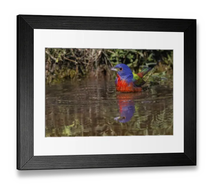 Framed Print : Male Painted bunting bathing in small pond in the desert. Rio Grande Valley, Texas Framed Print : Male Painted bunting bathing in small pond in the desert. Rio Grande Valley, Texas