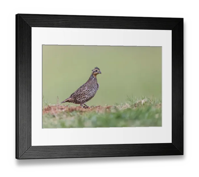 Framed Print : Female Bobwhite, Rio Grande Valley, Texas