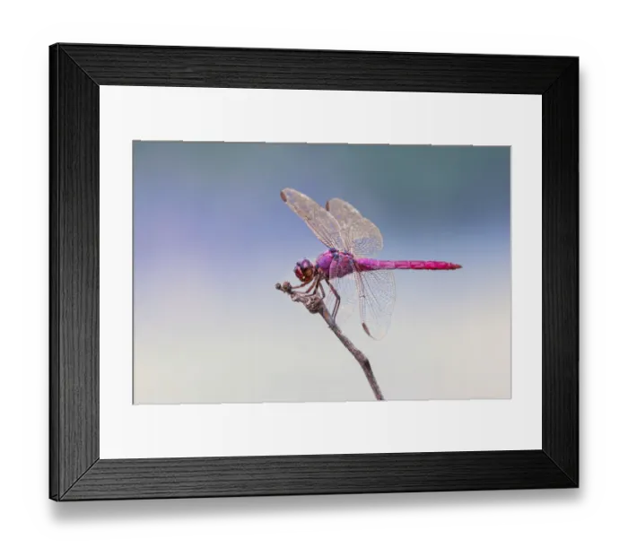 Framed Print : Roseate skimmer, Rio Grande Valley, Texas