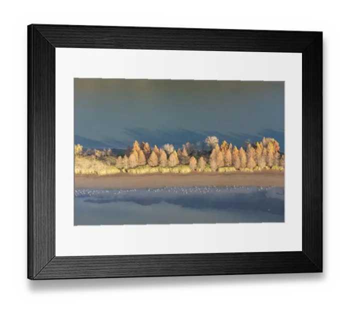 Framed Print : USA, Tennessee. Evening light Tennessee River, Hiwassee Wildlife Refuge. Sandhill Cranes feed along exposed edges Framed Print : USA, Tennessee. Evening light Tennessee River, Hiwassee Wildlife Refuge. Sandhill Cranes feed along exposed edges