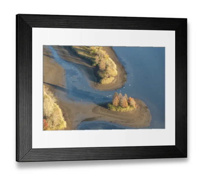 Framed Print : USA, Tennessee. Tennessee Valley Authority drawdown, Tennessee River. White pelicans, sandhill cranes, Canada geese feeding Framed Print : USA, Tennessee. Tennessee Valley Authority drawdown, Tennessee River. White pelicans, sandhill cranes, Canada geese feeding