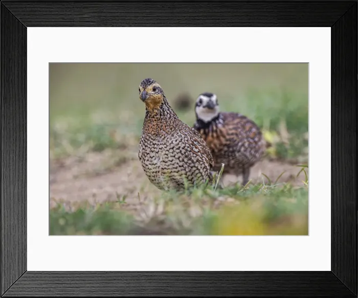 Framed Print : Female and male Bobwhite, Rio Grande Valley, Texas