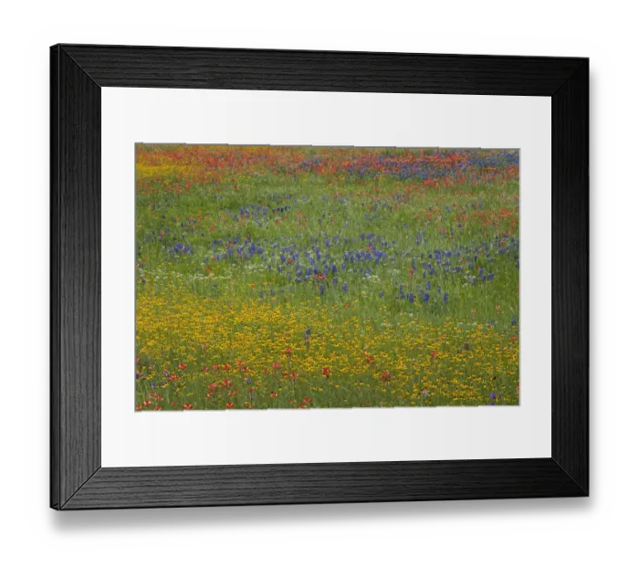 Framed Print : Meadow of red Texas Paintbrush and Purple-head Sneezeweed and bluebonnets, Texas hill country, near Marble Falls, Texas Framed Print : Meadow of red Texas Paintbrush and Purple-head Sneezeweed and bluebonnets, Texas hill country, near Marble Falls, Texas