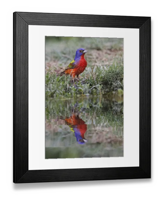 Framed Print : Male Painted bunting and reflection in small pond. Rio Grande Valley, Texas Framed Print : Male Painted bunting and reflection in small pond. Rio Grande Valley, Texas