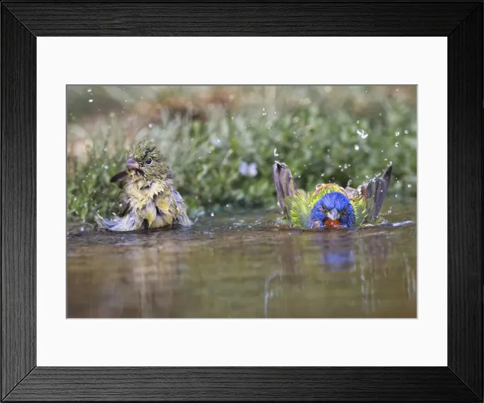 Framed Print : Male and female Painted buntings bathing in small pond in the desert. Rio Grande Valley, Texas